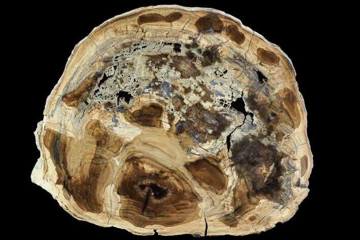 Petrified Wood (Cherry) Round - McDermitt, Oregon #104919